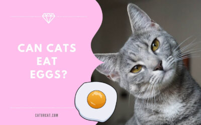 Can Cats Eat Eggs – Good or Bad