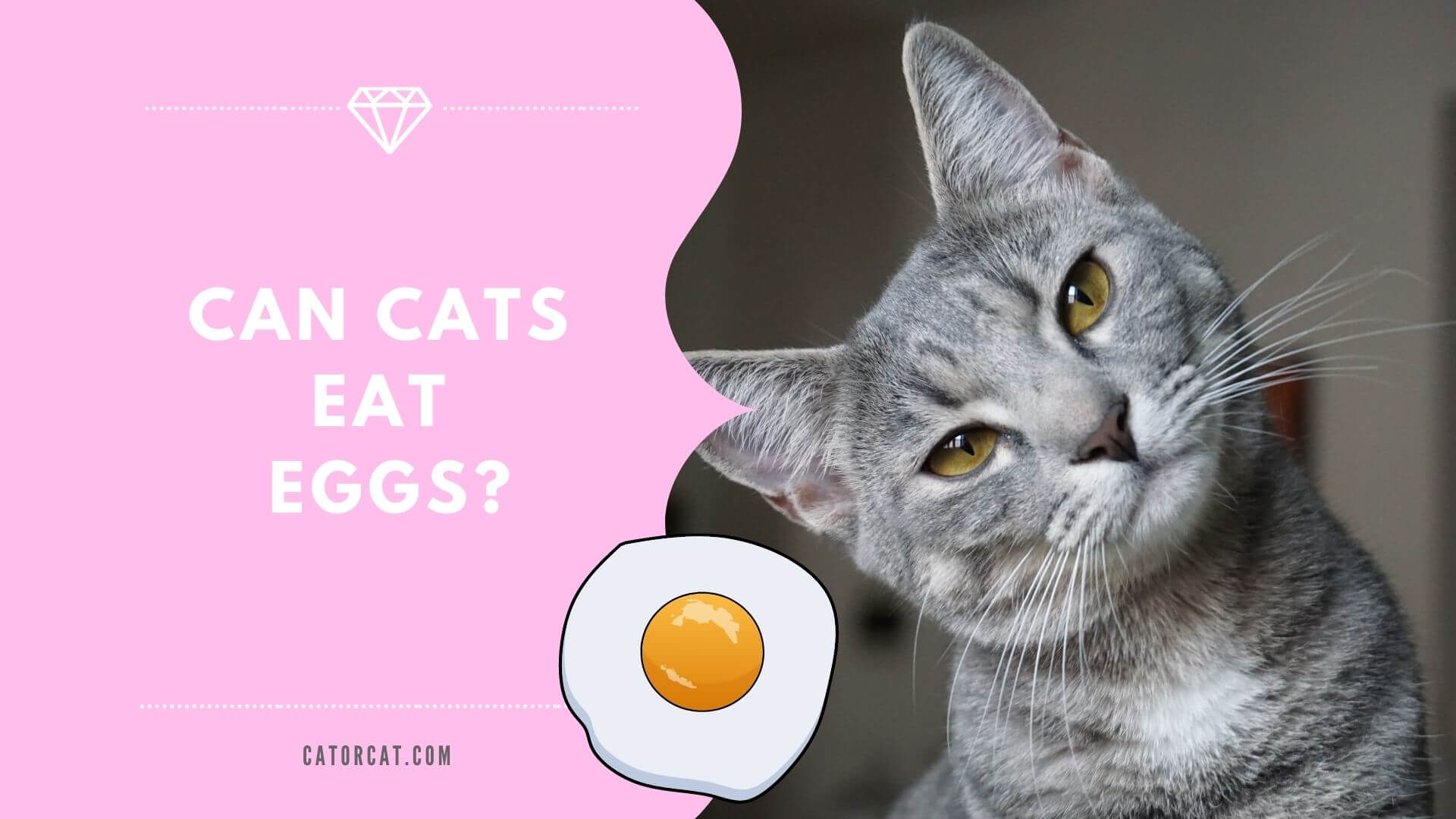 can-cats-eat-eggs-nutritional-superfood-guide-pumpkin