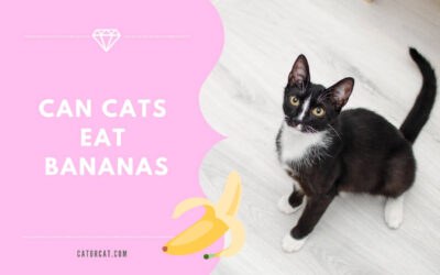 Can Cats Eat Bananas? And Why Not…