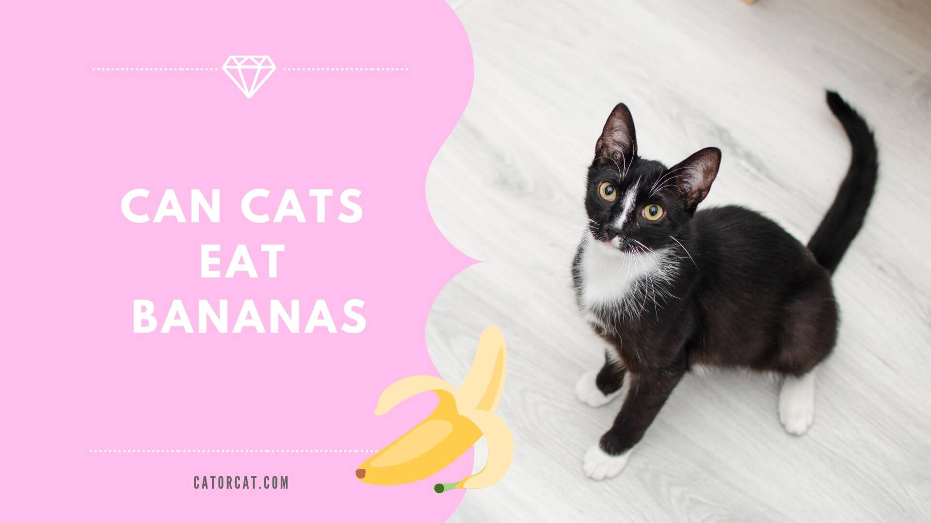 Can you clearance feed cats bananas