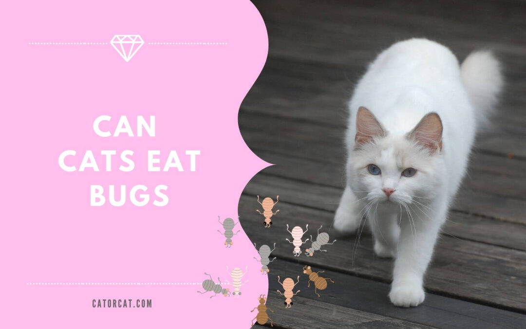 Is It Okay for Cats to Eat Bugs?