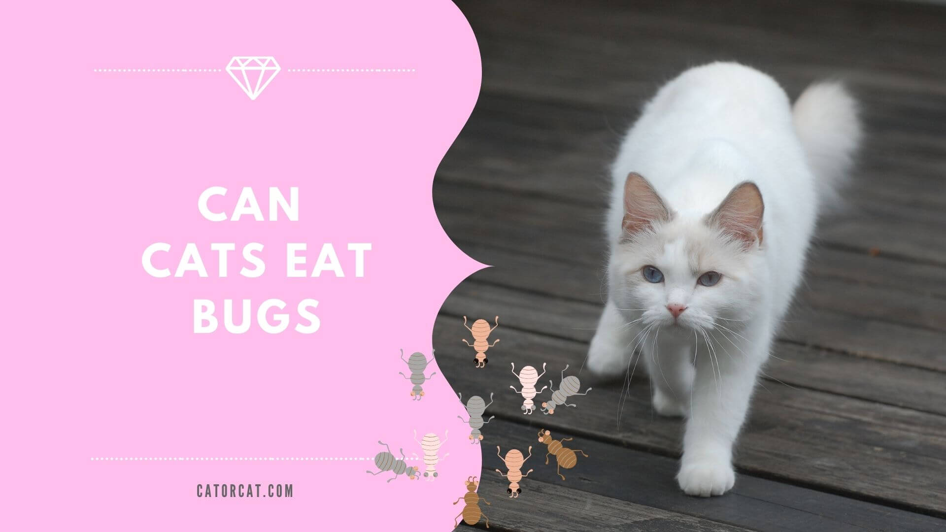 Cat eats outlet bugs