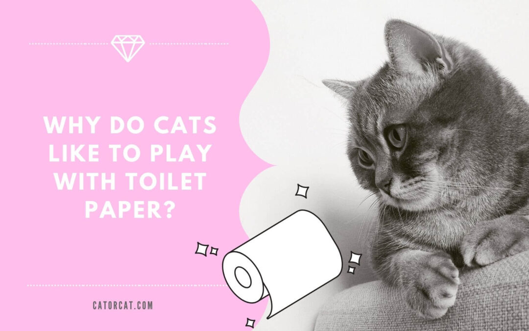 Why Do Cats Like to Play with Toilet Paper?