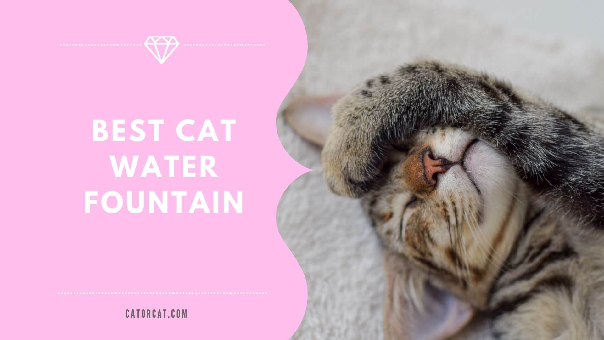 the-5-best-cat-water-fountains-of-2023-review-of-top-rated-catorcat