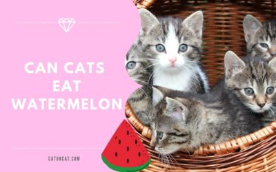 Can Cats Eat Watermelon?