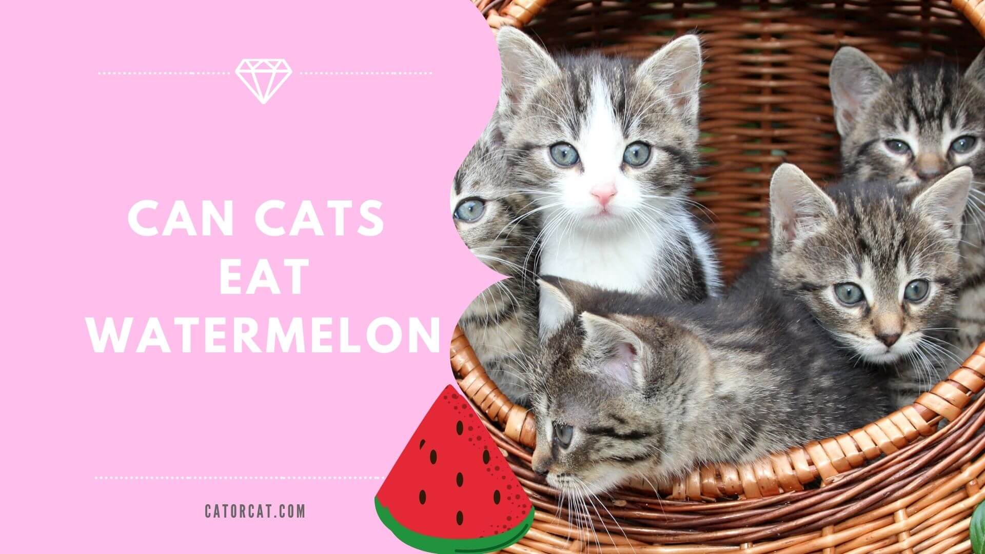 Is watermelon hotsell poisonous to cats