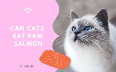 Can cats eat raw salmon