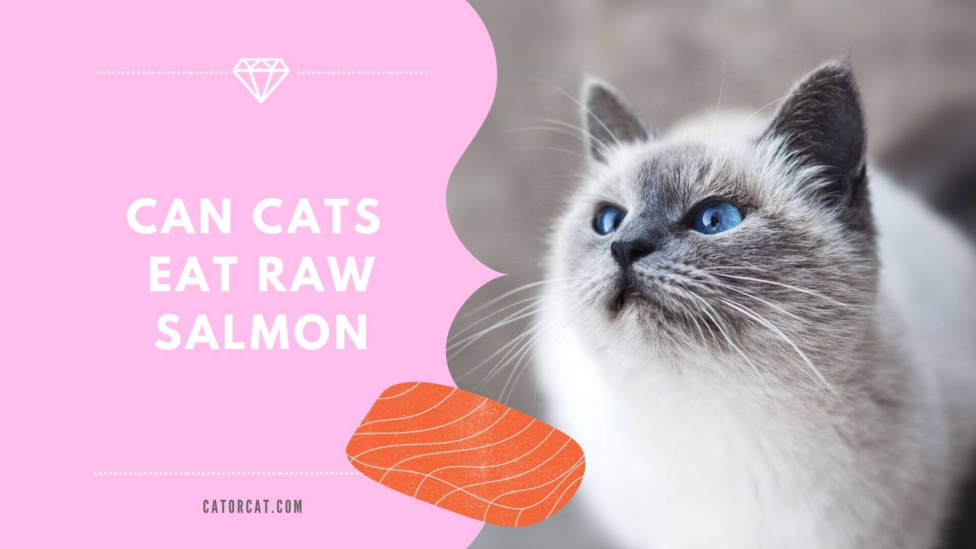 Can my cat 2025 eat raw salmon