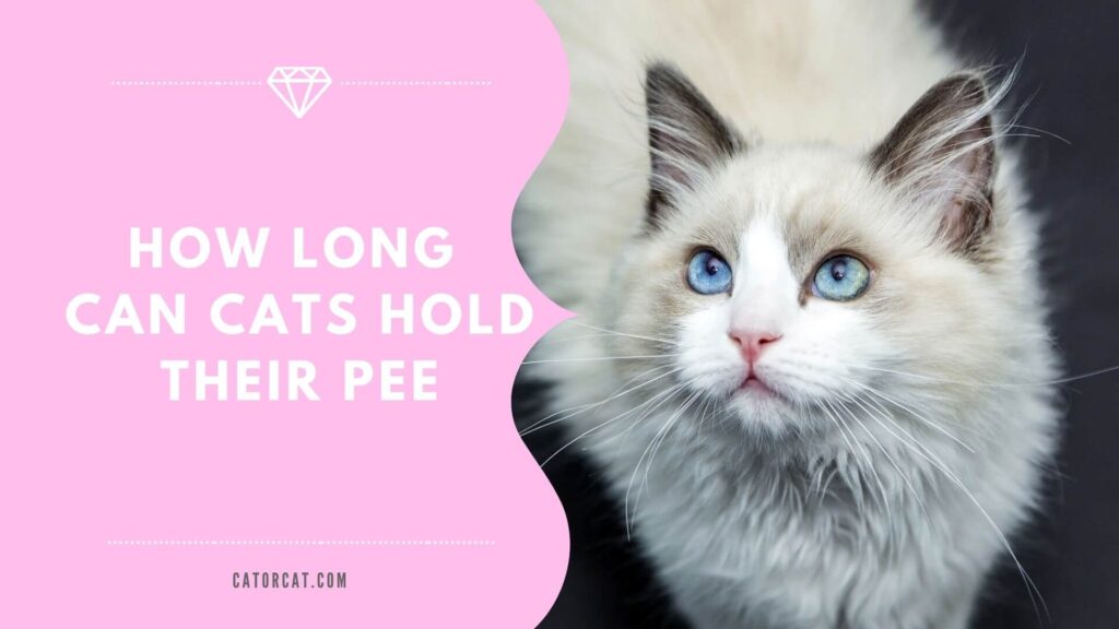 how long can cats hold their pee