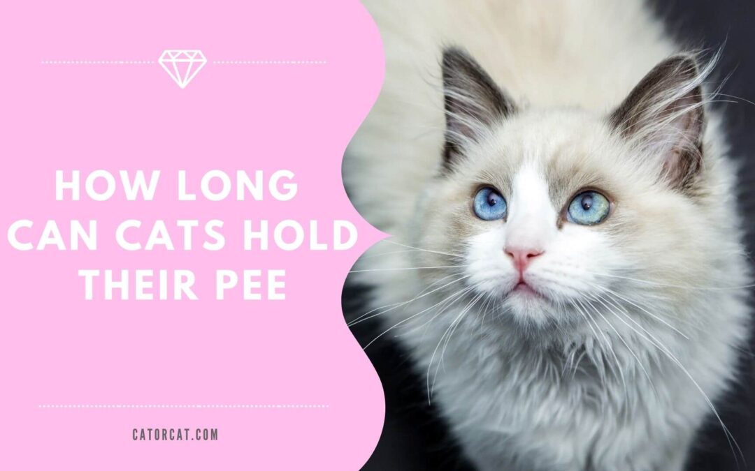 How Long Can Cats Hold Their Pee?