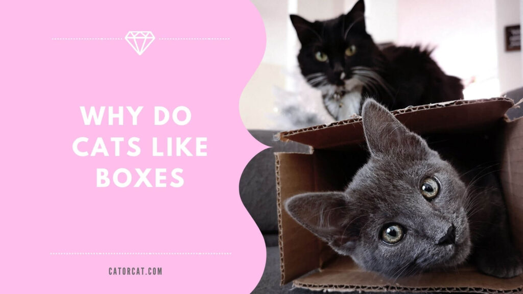 6 Reasons Why Cats Love Boxes So Much Hiding or Sitting in Boxes?