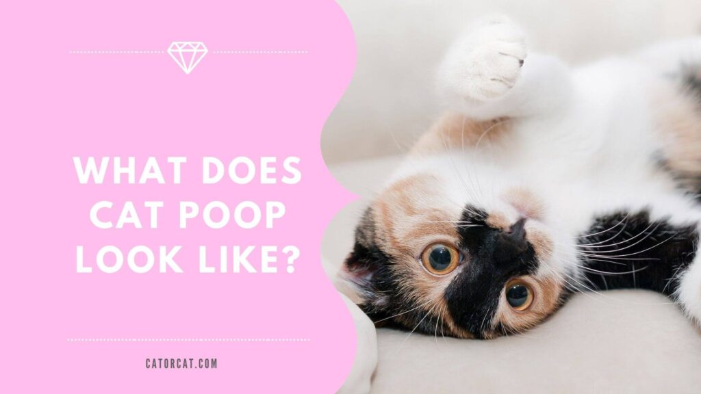 What Does Cat Poop Look Like