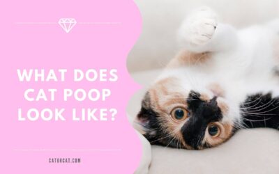 What Does Cat Poop Look Like?