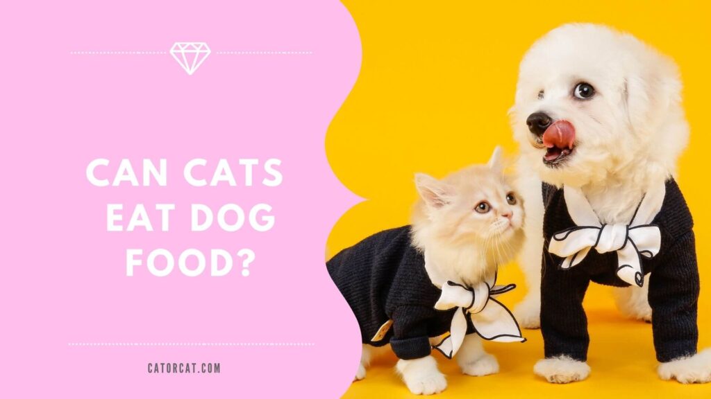 can cats eat dog food for a day