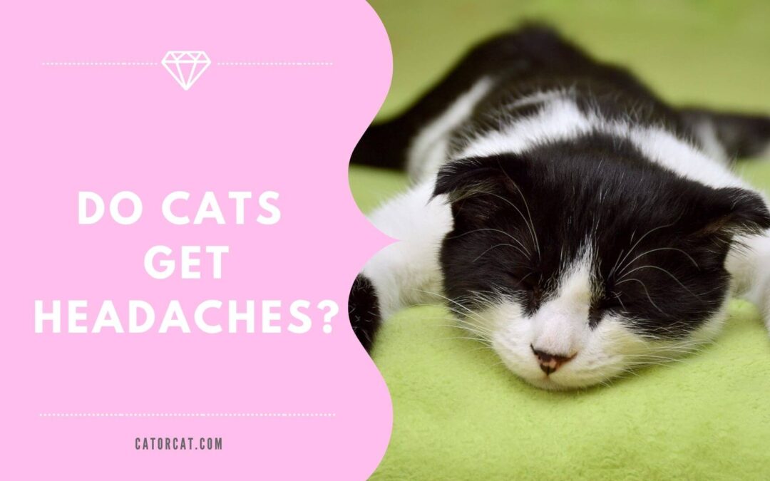 Guide: Do Cats Get Headaches?