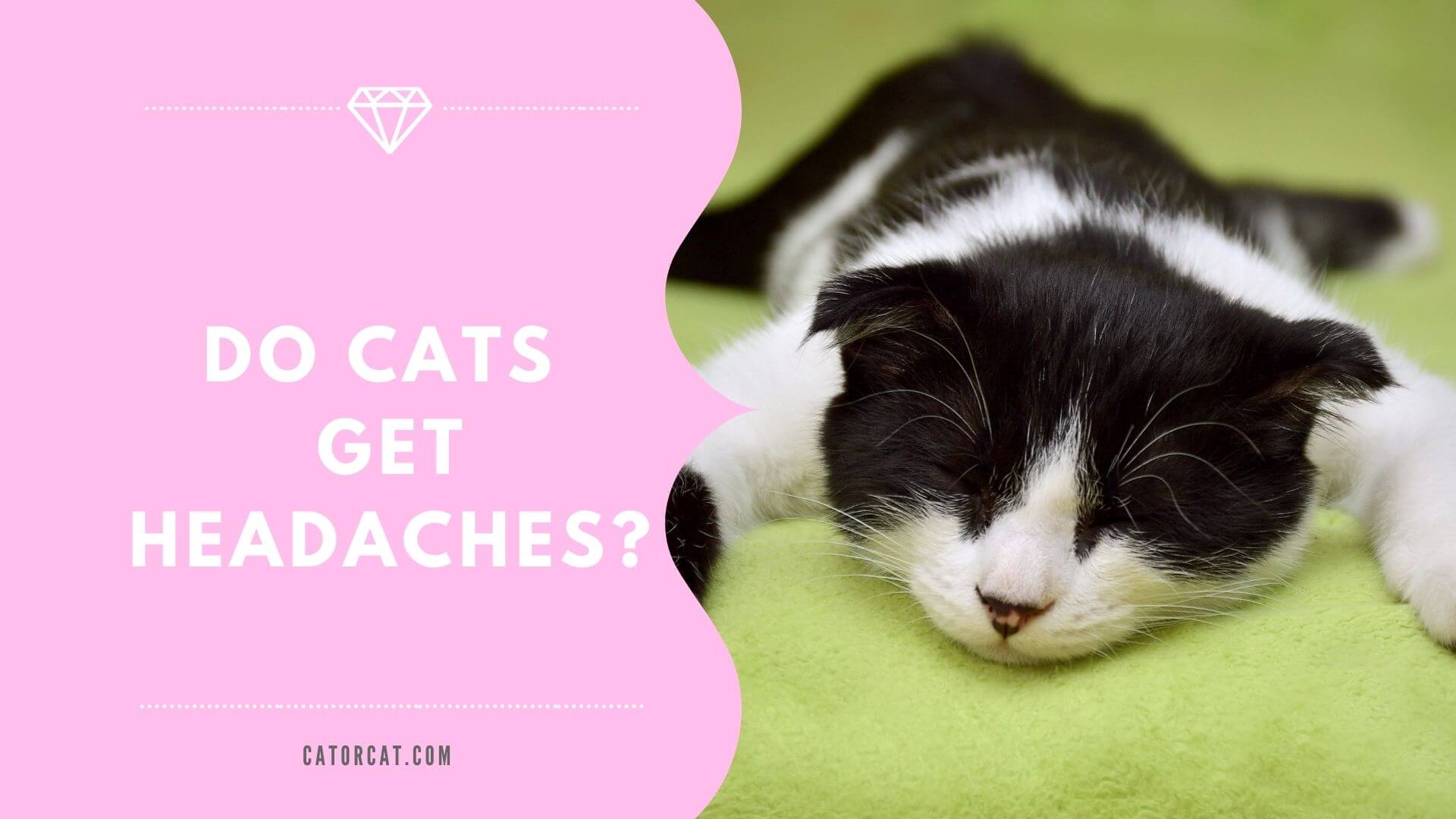 Do Cats Get Headaches How To Tell What To Do
