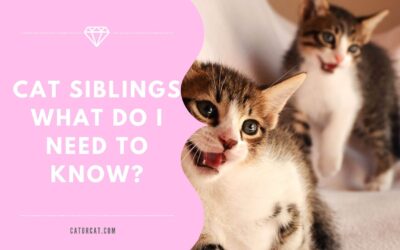 Cat Siblings: What Do I Need to Know?