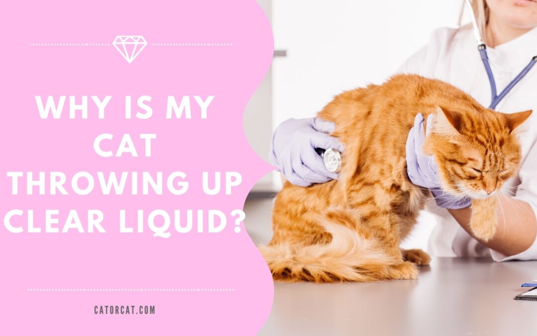 Why Is My Cat Throwing Up Clear Liquid?