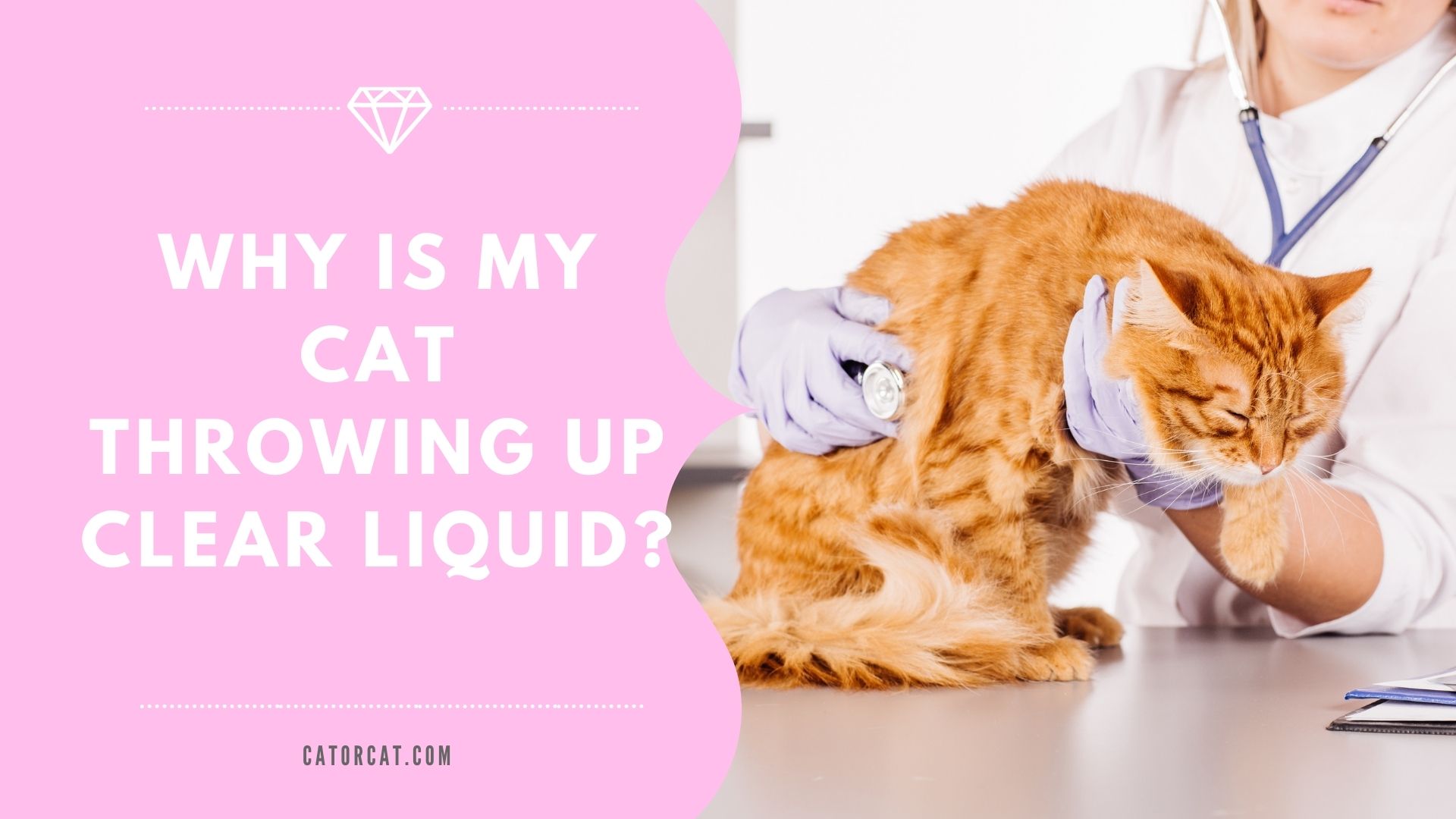 cat vomiting clear liquid