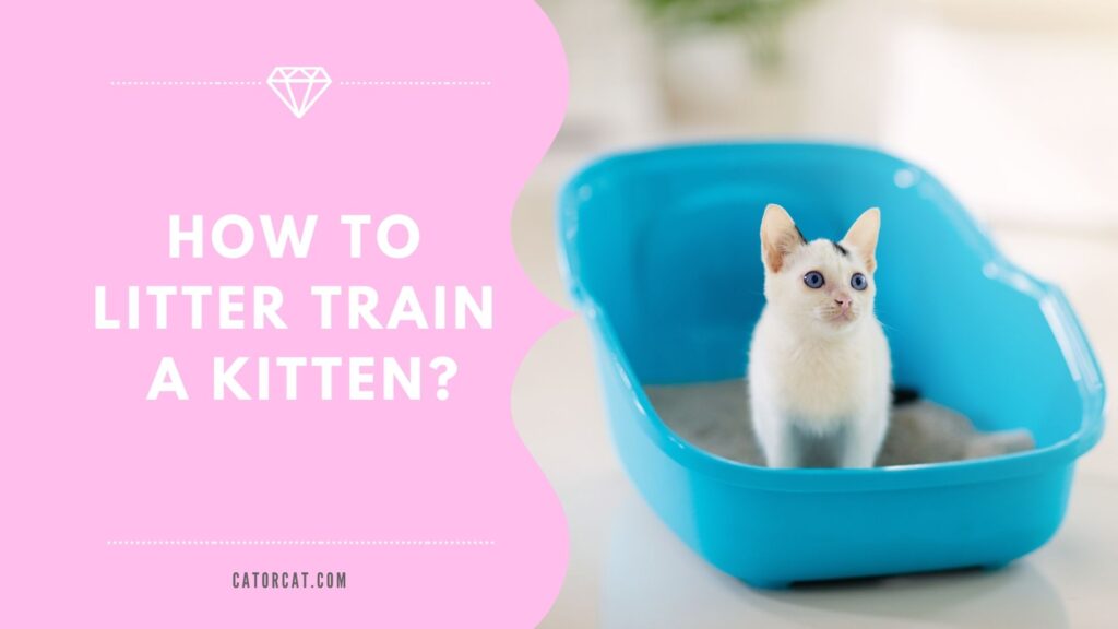 how to potty train a kitten