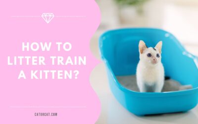 How To Litter Train a Kitten?