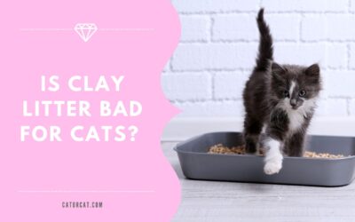 Is clay litter bad for cats? The truth about clay litter