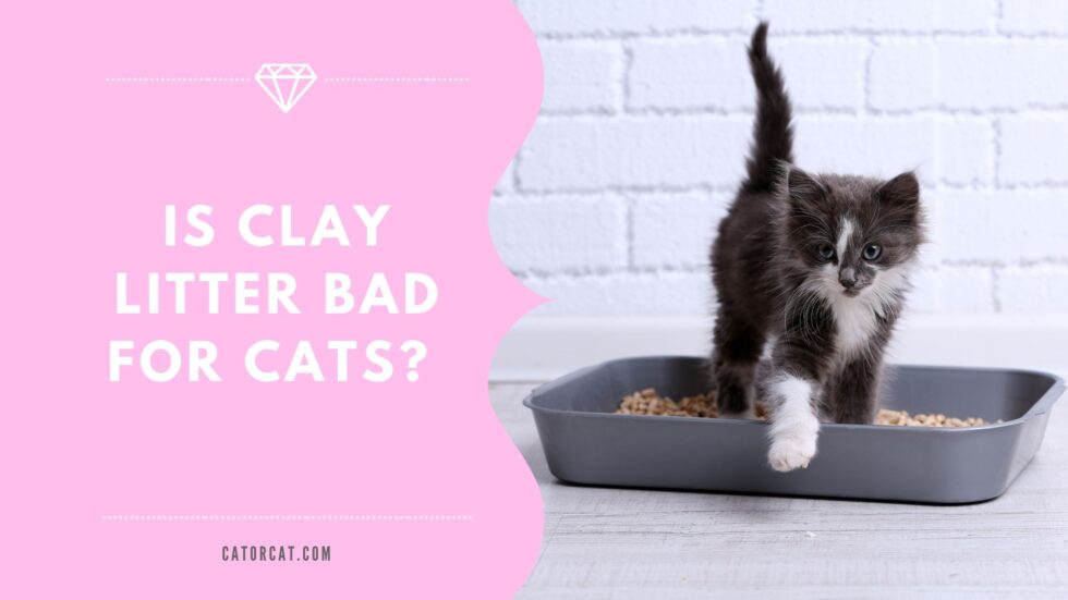 Is Clay Litter Bad For Cats? 3 Shocking Facts You Must Know