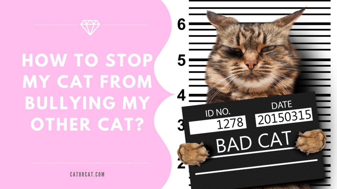 How to Stop My Cat From Bullying My Other Cat? - 3 Tips You Must Try