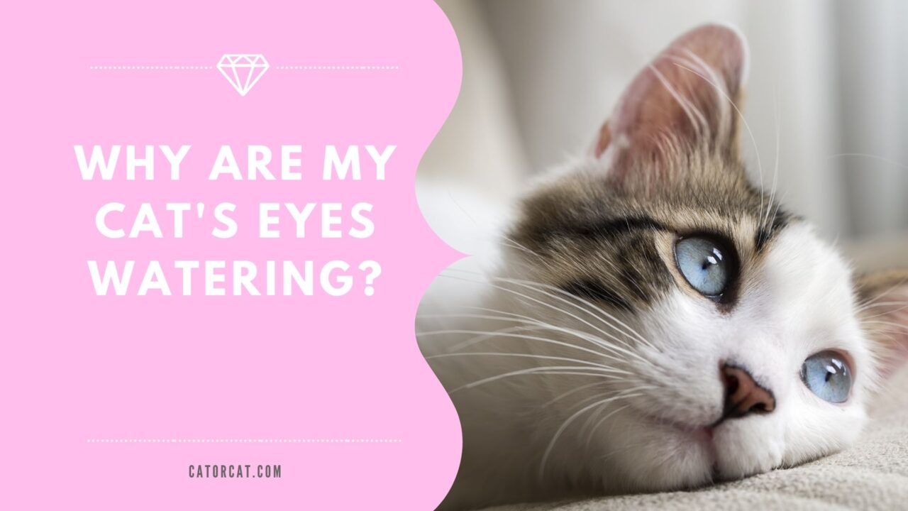 Why Are My Cat's Eyes Watering? 6 Common Causes and What To Do...