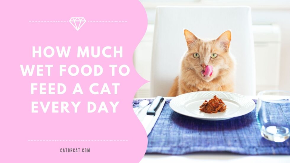 Cat Feeding Guide Wet and Dry Foods 3 Factors You Should Consider