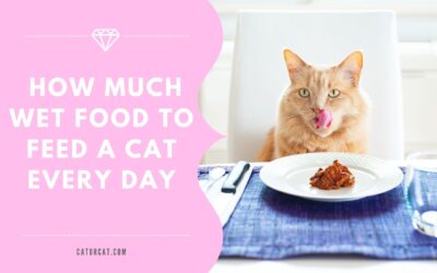 How much wet food to feed a cat every day