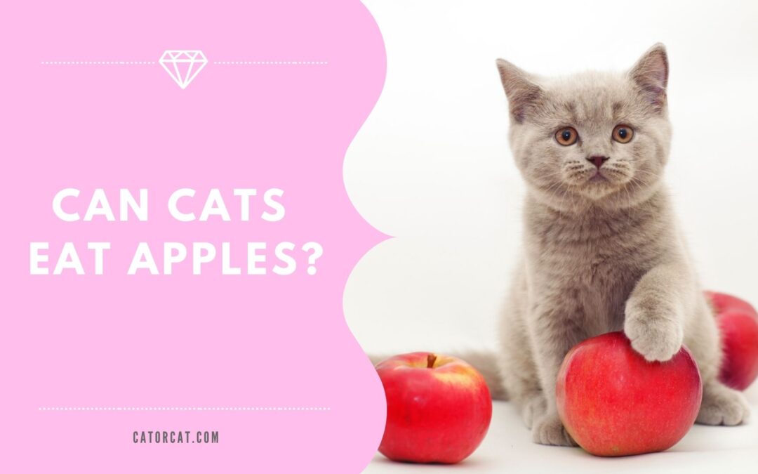 Can cats eat apples?