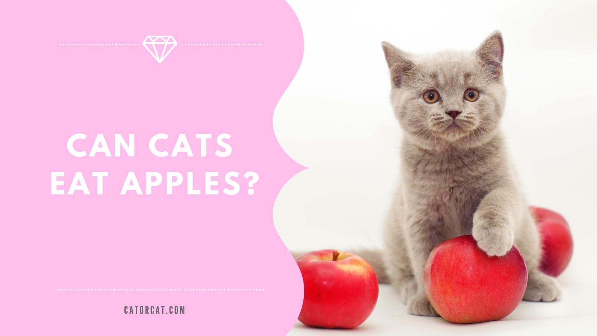 can cats have applesauce