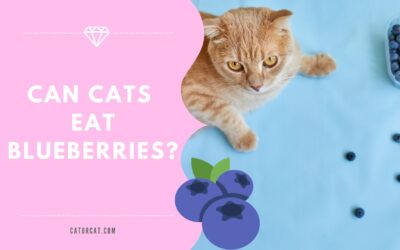 Can cats eat blueberries?
