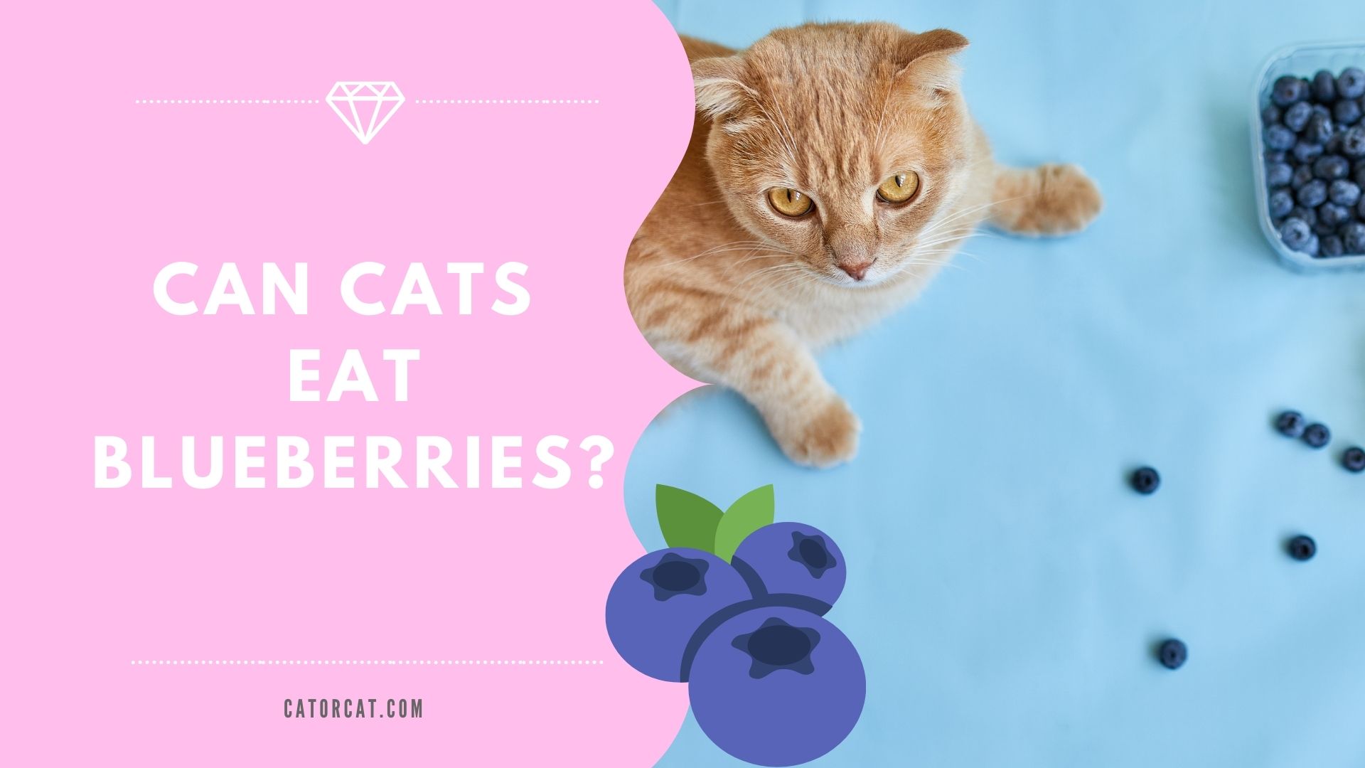 Are blueberries poisonous outlet to cats