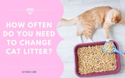 How often do you need to change cat litter?