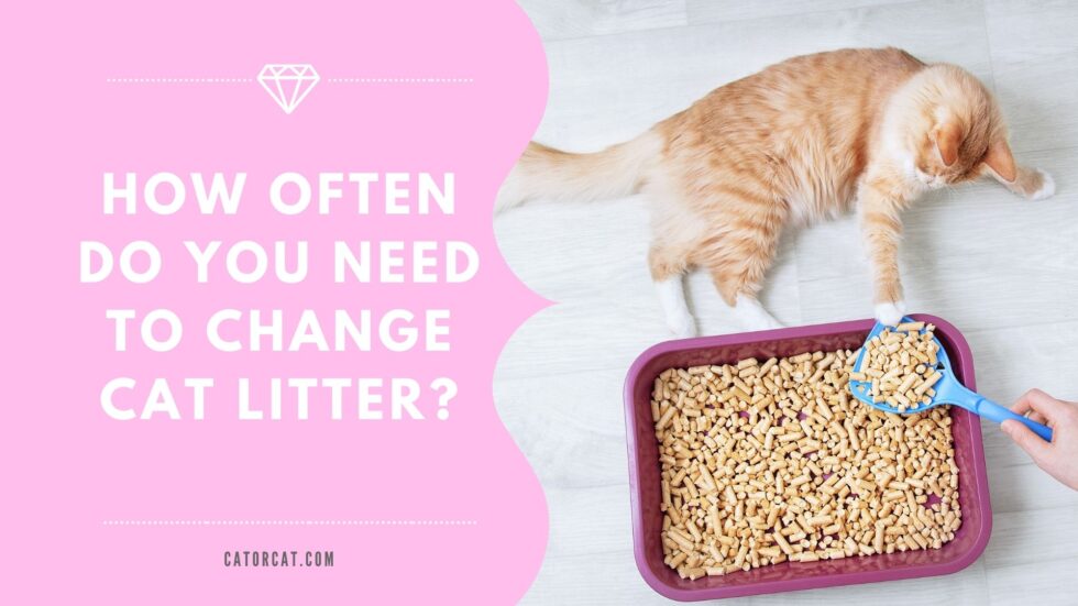 How Often To Change Cat Litter Here's What You Should Know...