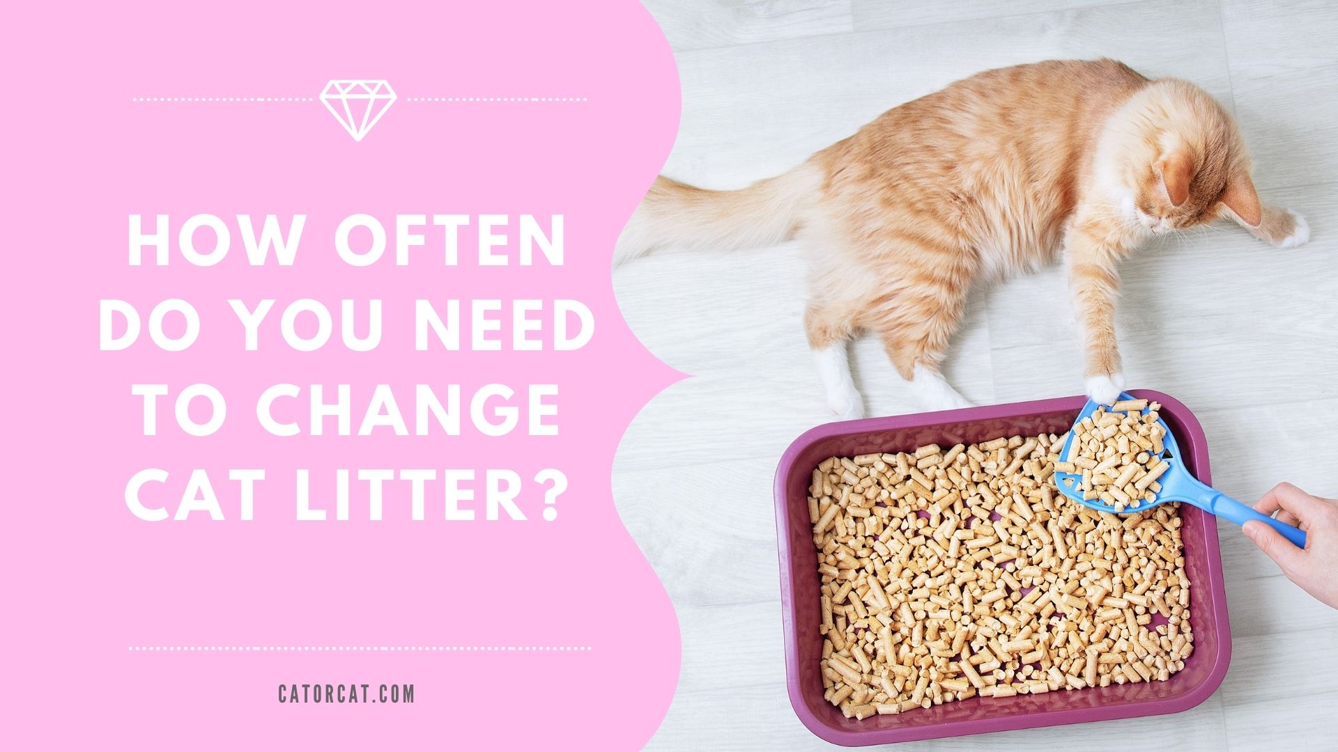 changing cat litter