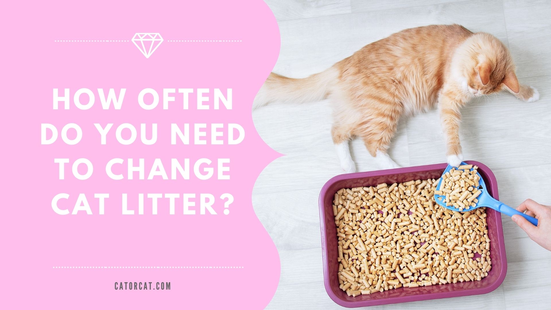 When to 2024 change litter