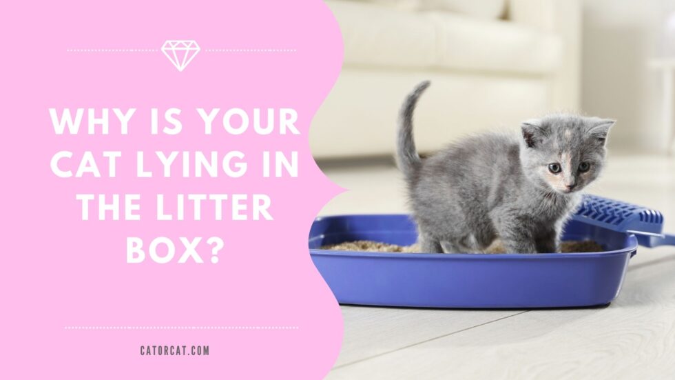 6 Reasons To Why Is Your Cat Lying in the Litter Box