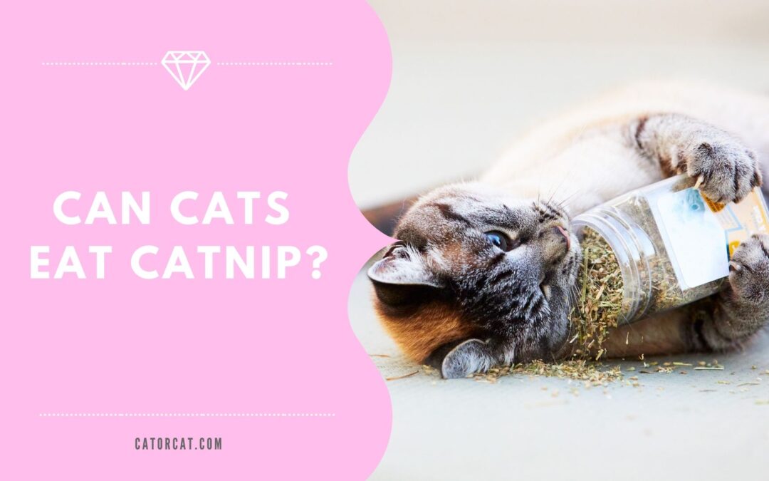 Can cats eat catnip?