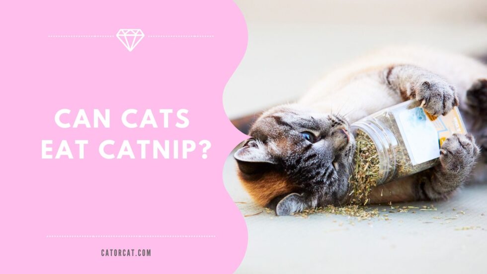 Can Cats Eat Catnip?