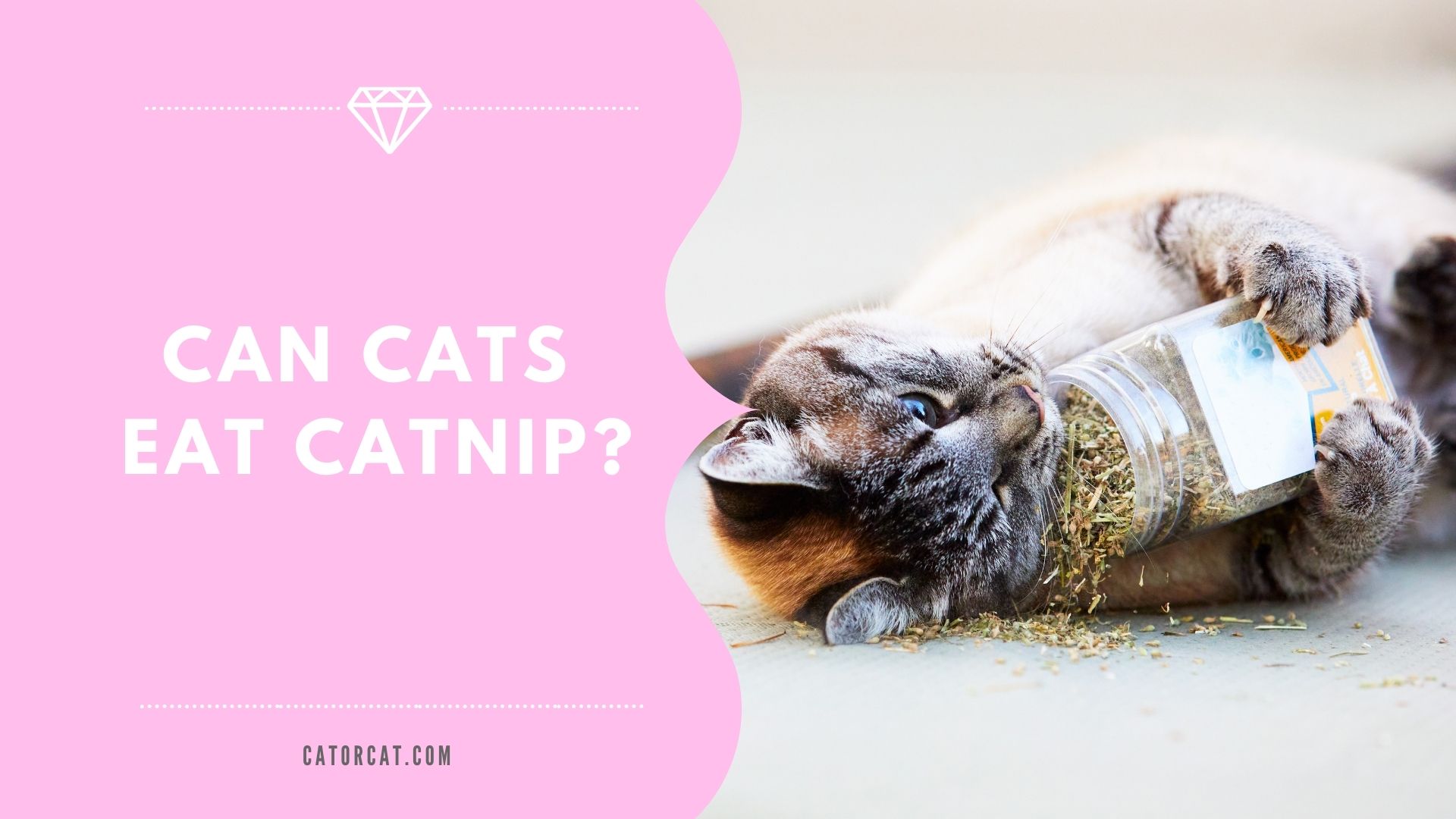 cat eating catnip