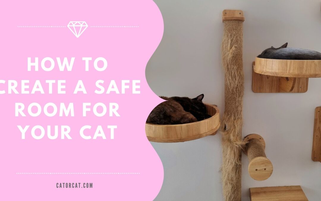 How to create a safe room for your cat