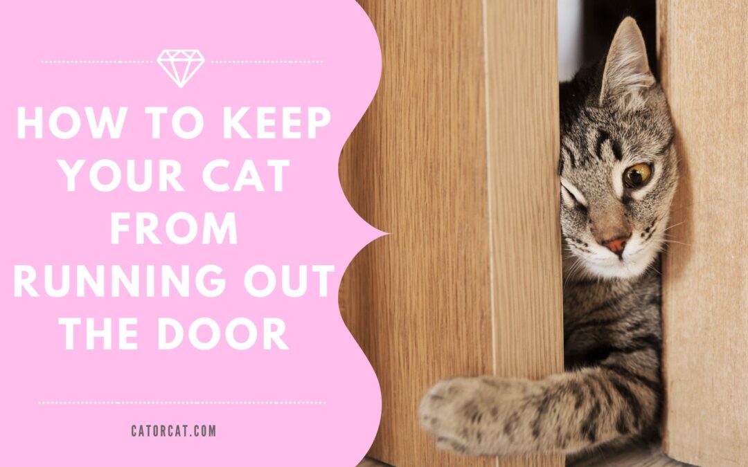 How to keep your cat from running out the door