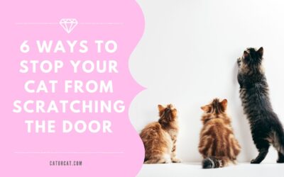 6 Ways to stop your cat from scratching the door