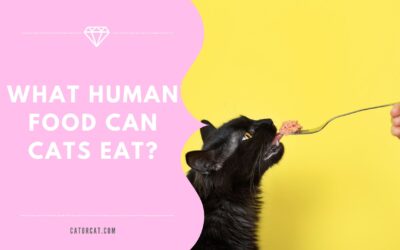 What human food can cats eat? 10 Human foods that are safe for your kitten