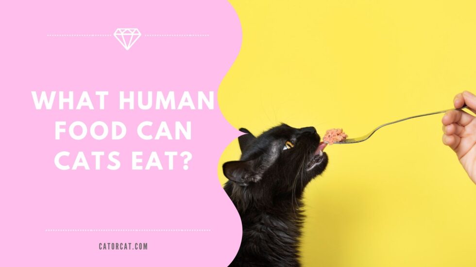 What Human Food Can Cats Eat? 10 Safe Human Foods
