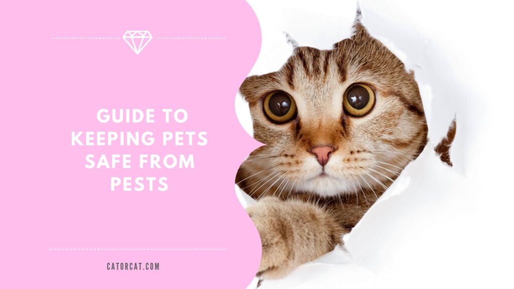 Guide to Keeping Pets Safe from Pests