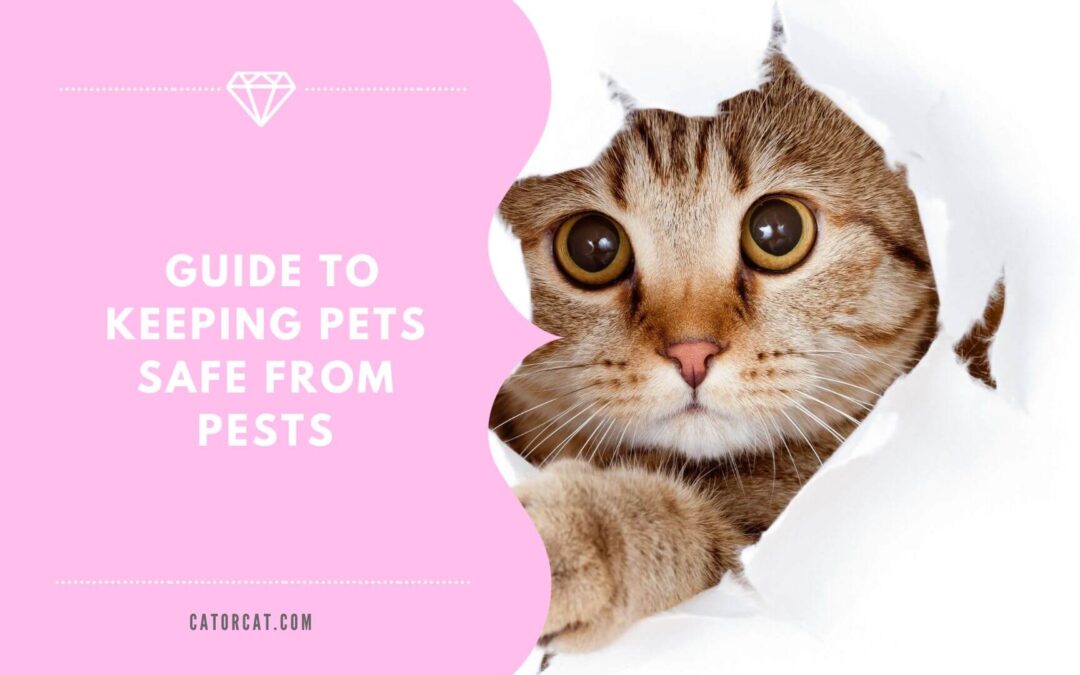 An Essential Guide to Keeping Pets Safe from Pests